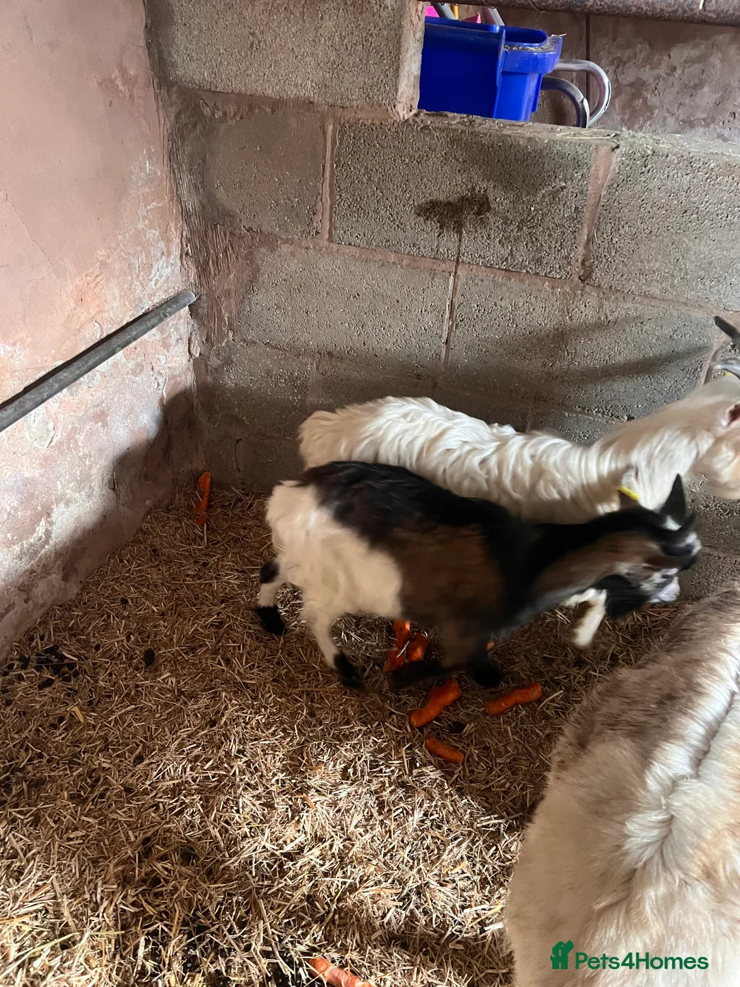 Goats livestock for sale: Goats available male female  - Advert 5