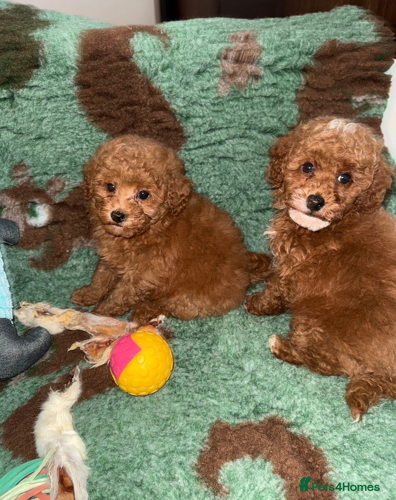 Toy Poodle dogs Stunning KC Red Toy Poodle Boys  - Advert 2