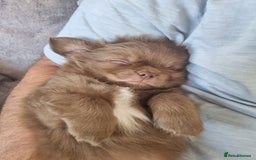 Chihuahua dogs for sale: Stunning Russian lines, Long haired Chihuahuas  - Image 1