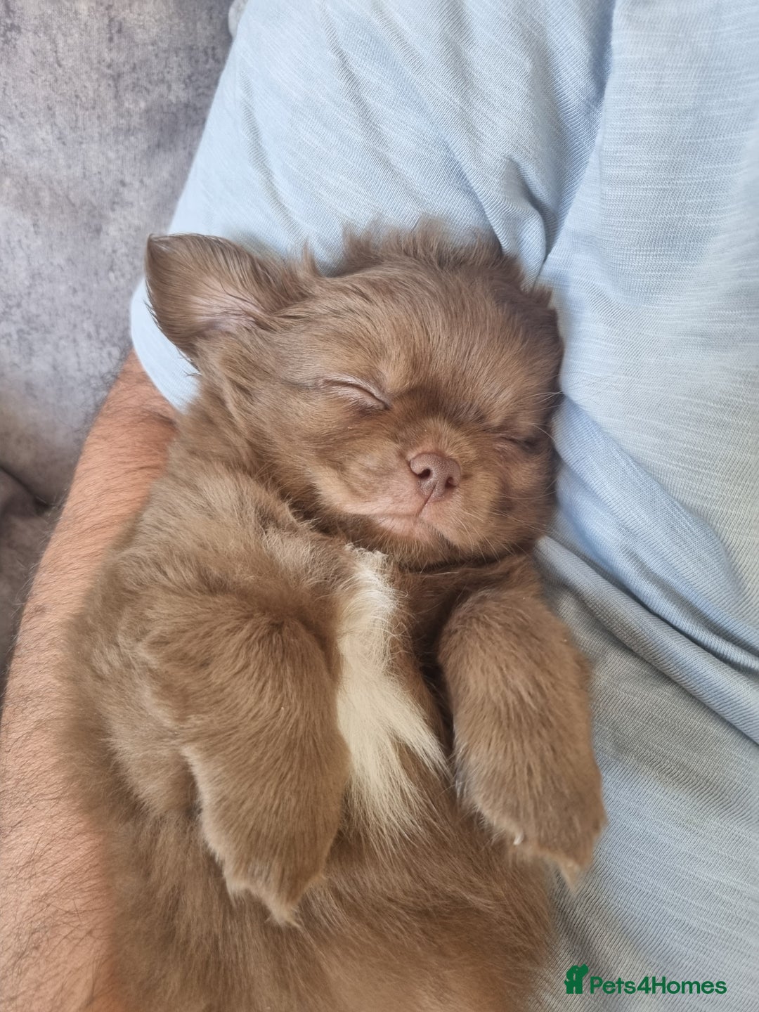 Chihuahua dogs for sale: Stunning Russian lines, Long haired Chihuahuas  - Image 1