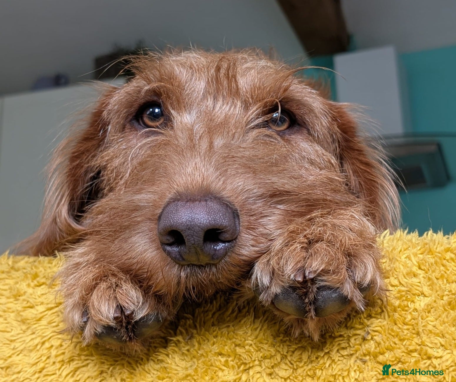 Labradoodle dogs F1 fox Red Labradoodle  - Advert 1