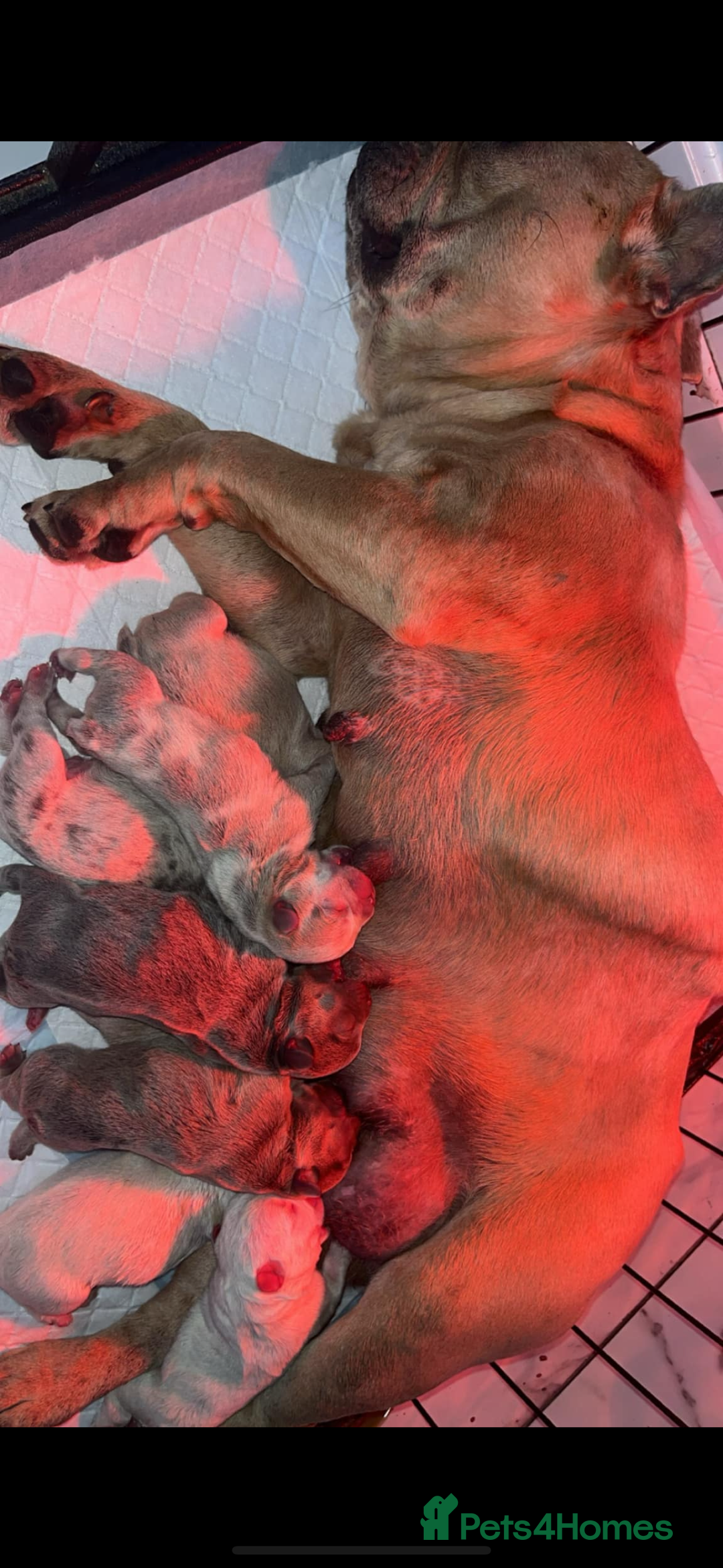 French Bulldog dogs for sale: French bull dog puppys  - Image 12