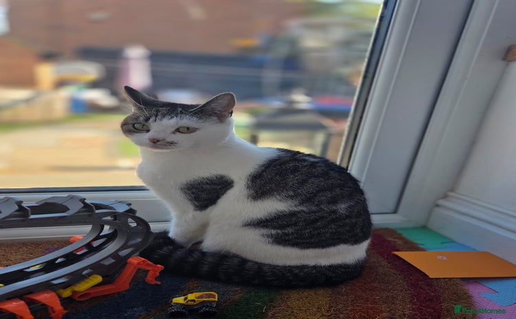 Domestic Shorthair cats - Advert 1