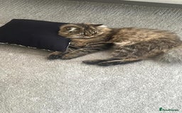 Persian cats for sale: Beautiful Male Persian Chinchilla - Image 3