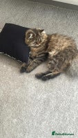 Persian cats - Advert 9