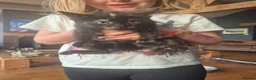 Mixed Breed cats for sale: Beautifully marked kittens  - Advert 6