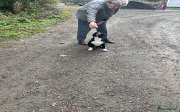 Border Collie dogs for sale: Collie - Image 7