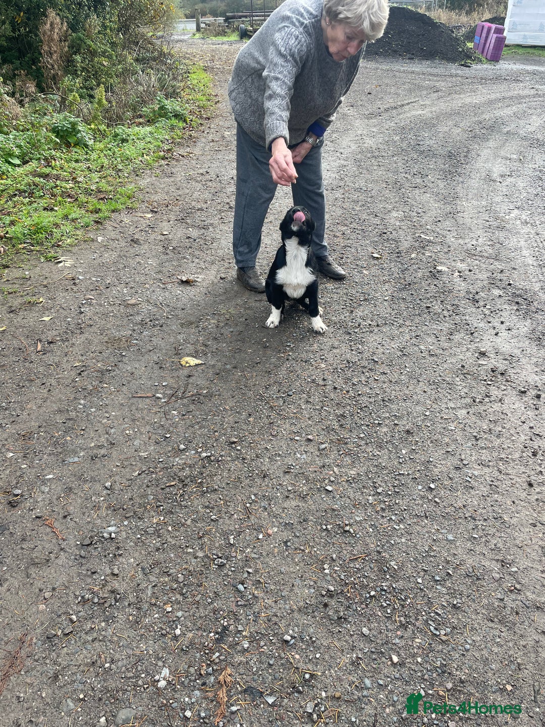 Border Collie dogs for sale: Collie - Image 7