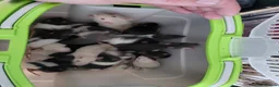 Rat rodents for sale: 2 white female dumbos mix of topeard and simise - Advert 32