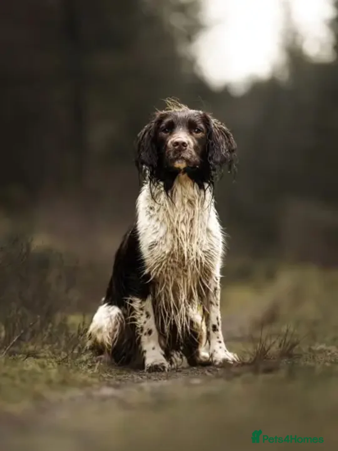 English Springer Spaniel dogs for sale: English springer spaniels  - Image 12