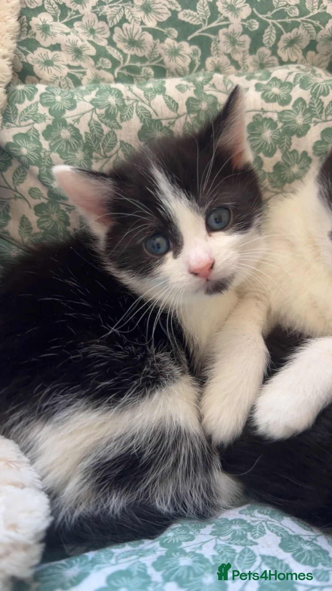 Mixed Breed cats for sale: Kittens in Dudley - Advert 2