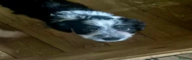 Mixed Breed Puppy 5