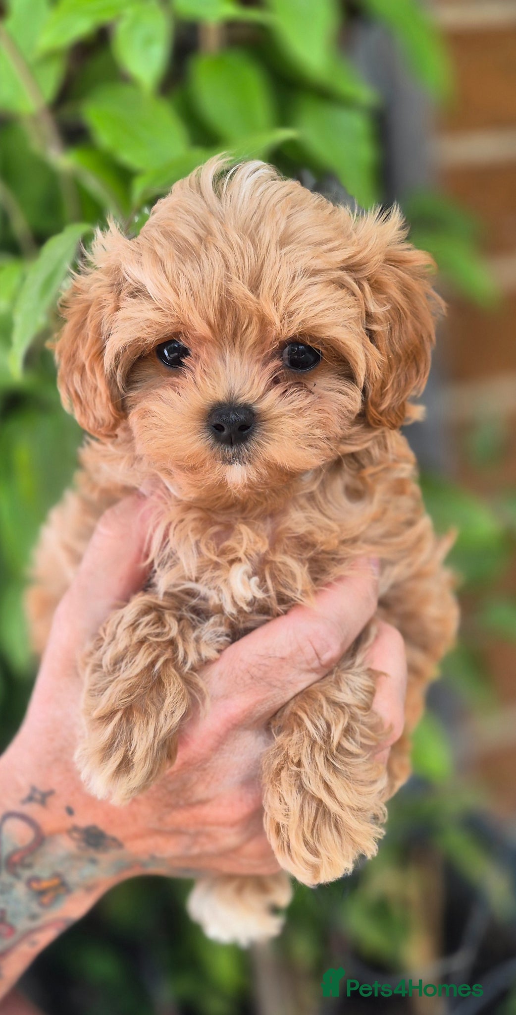 Maltipoo dogs 🐶Amazing Tiny Asian Korean Maltipoo Puppies🐶🦴  - Advert 2