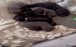 Staffordshire Bull Terrier dogs for sale: STAFFORDSHIRE BULL TERRIOR PUPPIES - Image 10