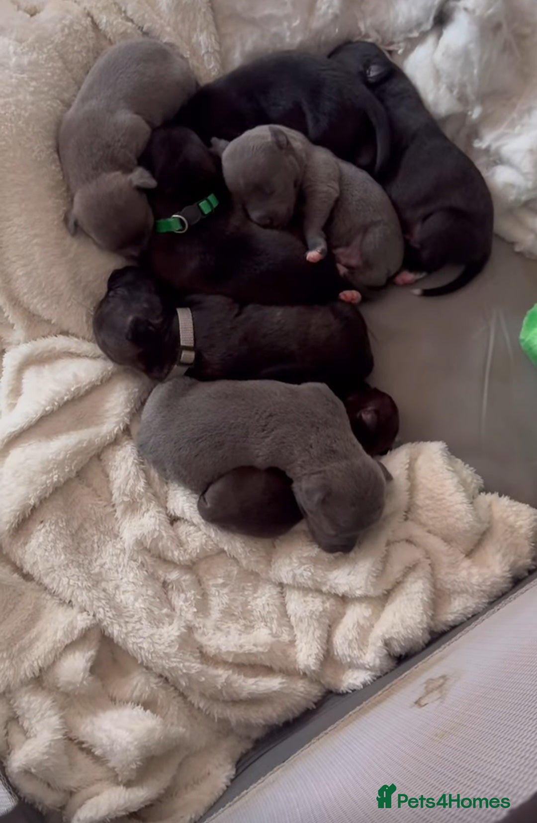 Staffordshire Bull Terrier dogs for sale: STAFFORDSHIRE BULL TERRIOR PUPPIES - Image 10