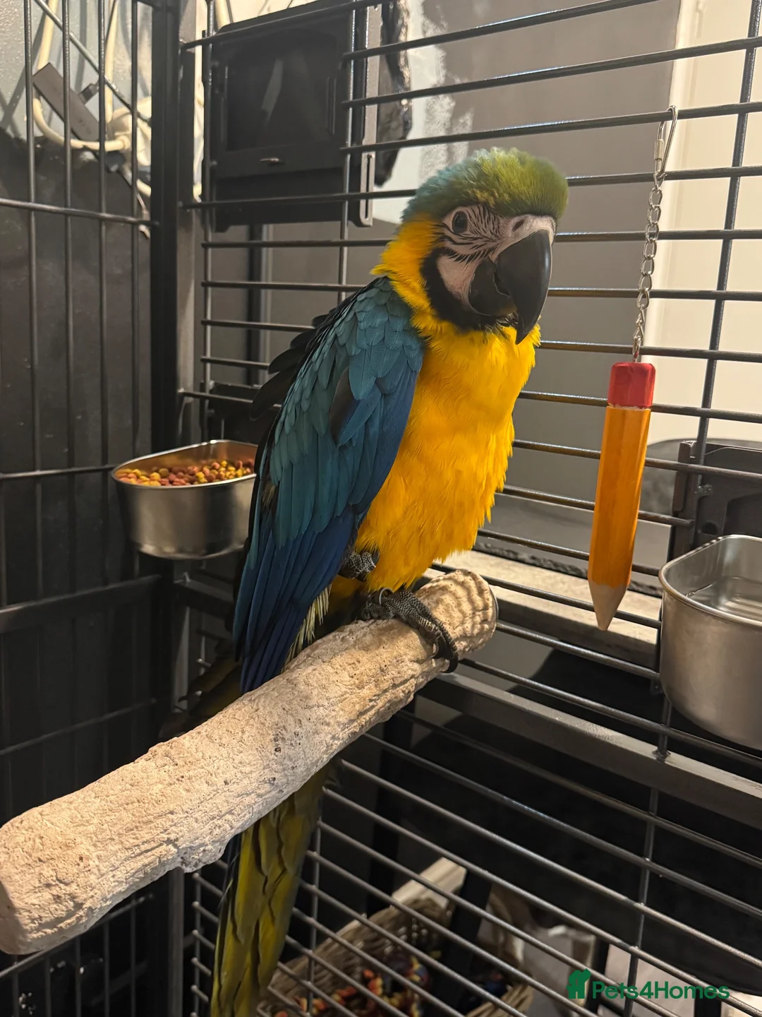 Macaws birds for sale: Blue and gold macaw  - Advert 1