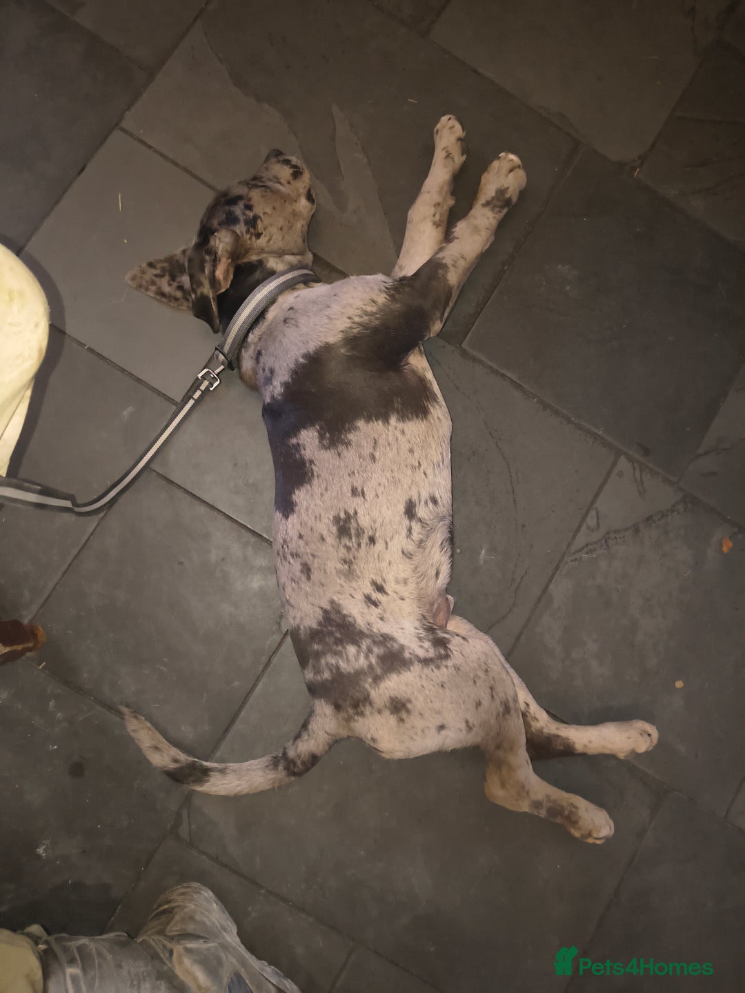 Mixed Breed dogs for sale: Harlequin cane corso X American bulldogge - Advert 4