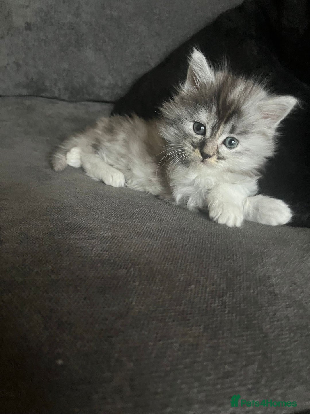 Maine Coon cats for sale: Half Maine coon kitten - Advert 5