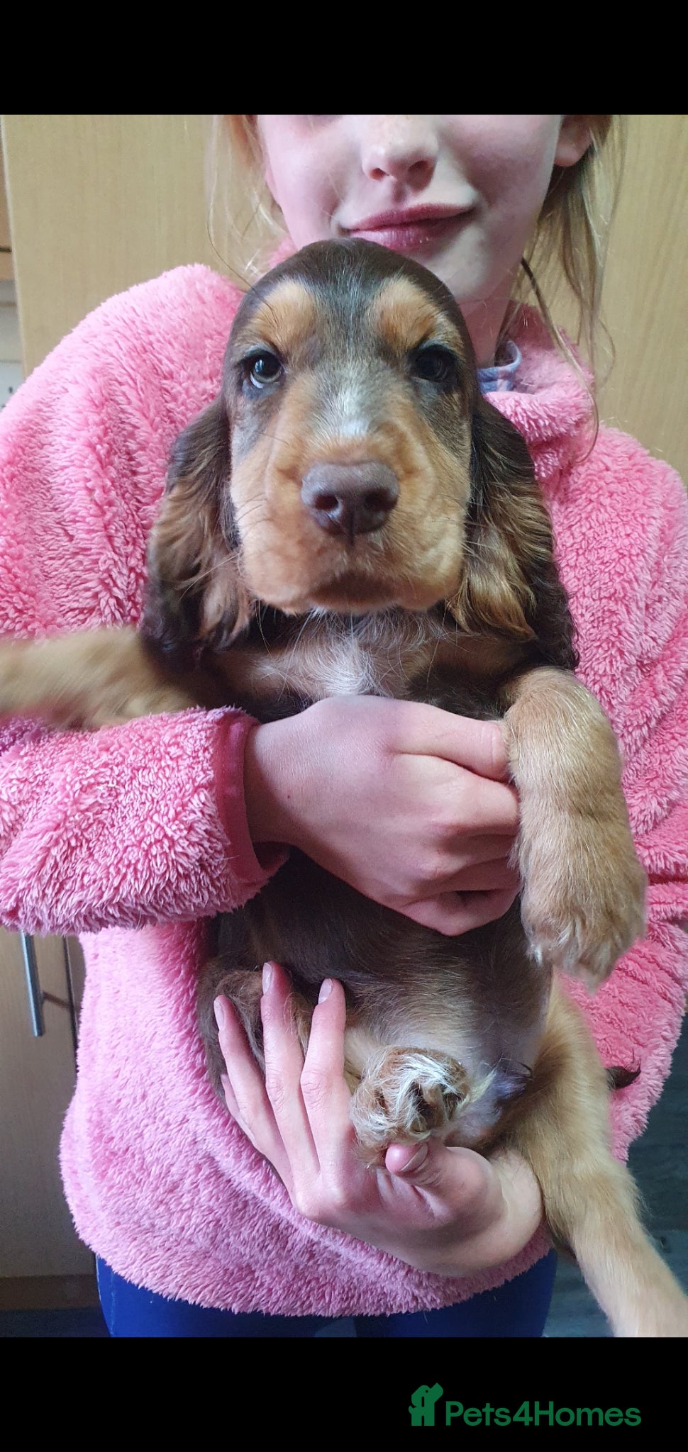 Cocker Spaniel dogs Ready to leave NOW 2 boys left  - Advert 2