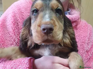 Cocker Spaniel dogs Ready to leave NOW 2 boys left - Advert 2
