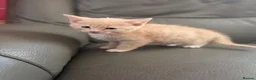 Mixed Breed cats for sale: 5 adorable kittens for sale  - Advert 8