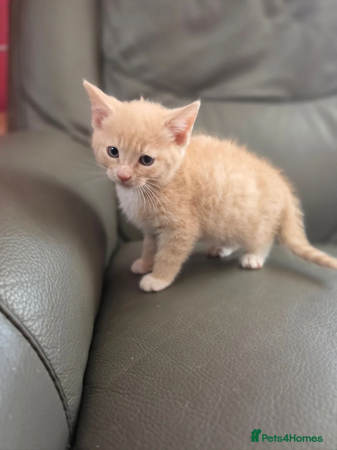 Mixed Breed cats for sale: 5 adorable kittens for sale  - Advert 8
