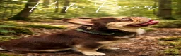 French Bulldog dogs for sale: KC French bulldog puppies highly healthed parents - Advert 14