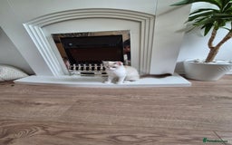 Ragdoll cats for sale: Ragdoll female - Image 2