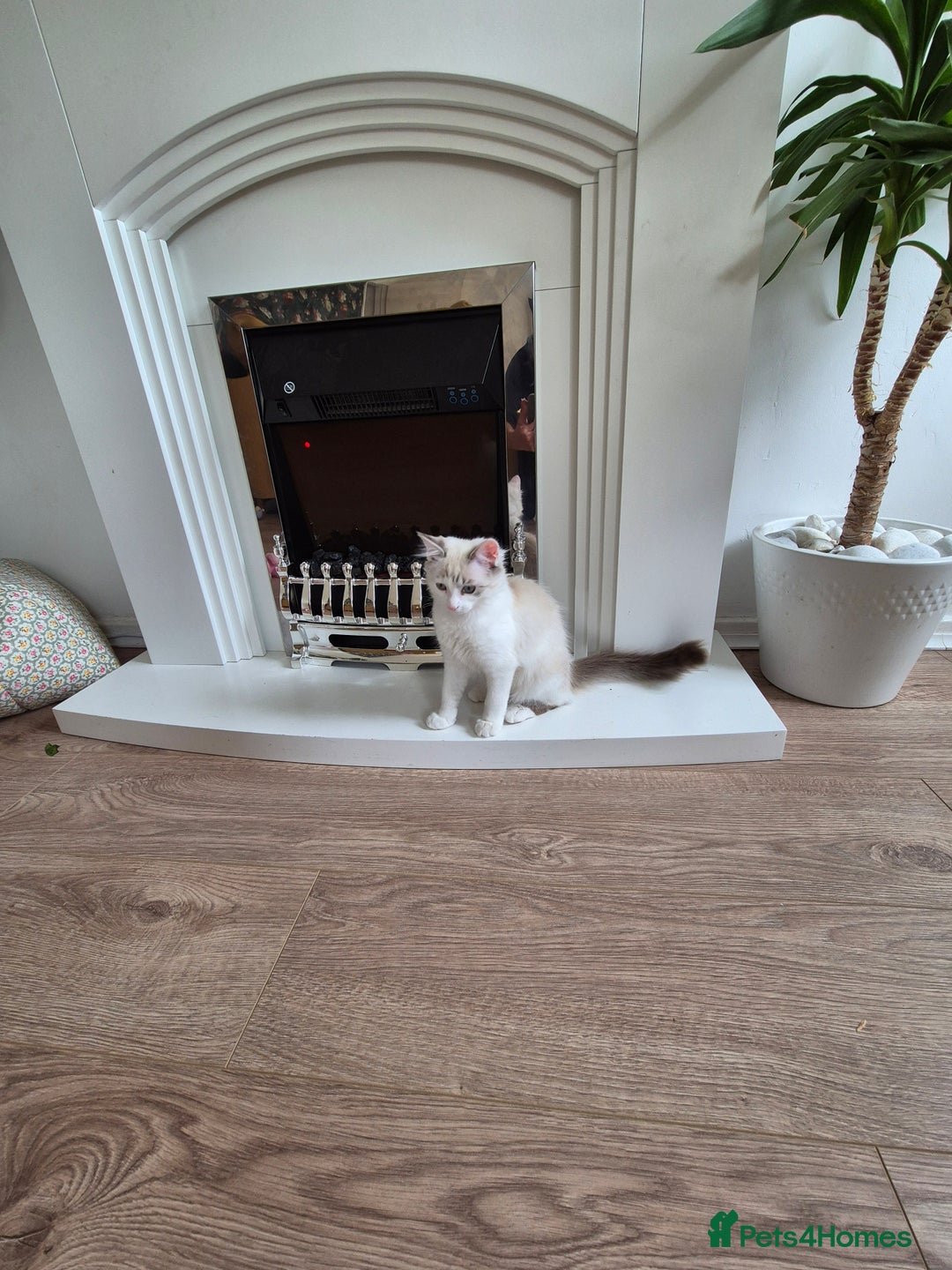Ragdoll cats for sale: Ragdoll female - Image 2