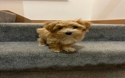 Maltipoo dogs for sale: Beautiful Maltipoo’s LAST LITTLE BOY LEFT - Image 10