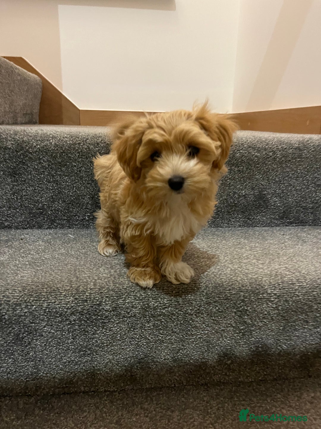 Maltipoo dogs for sale: Beautiful Maltipoo’s LAST LITTLE BOY LEFT - Image 10