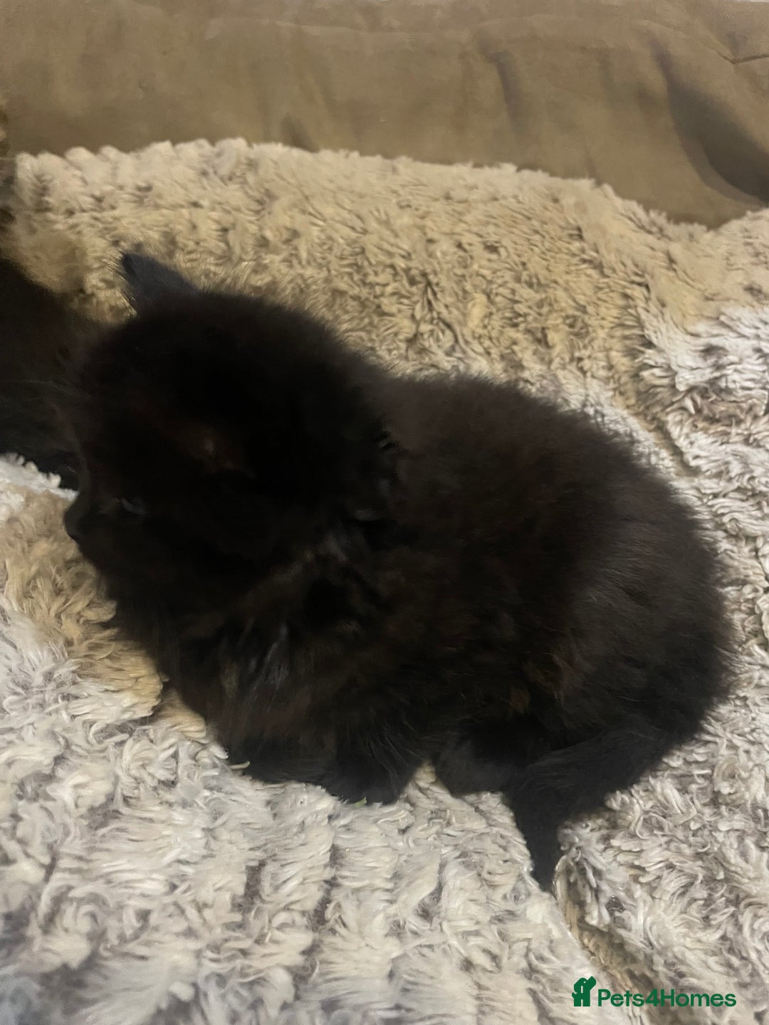 Mixed Breed cats for sale: Ragdoll cross kittens  - Advert 6