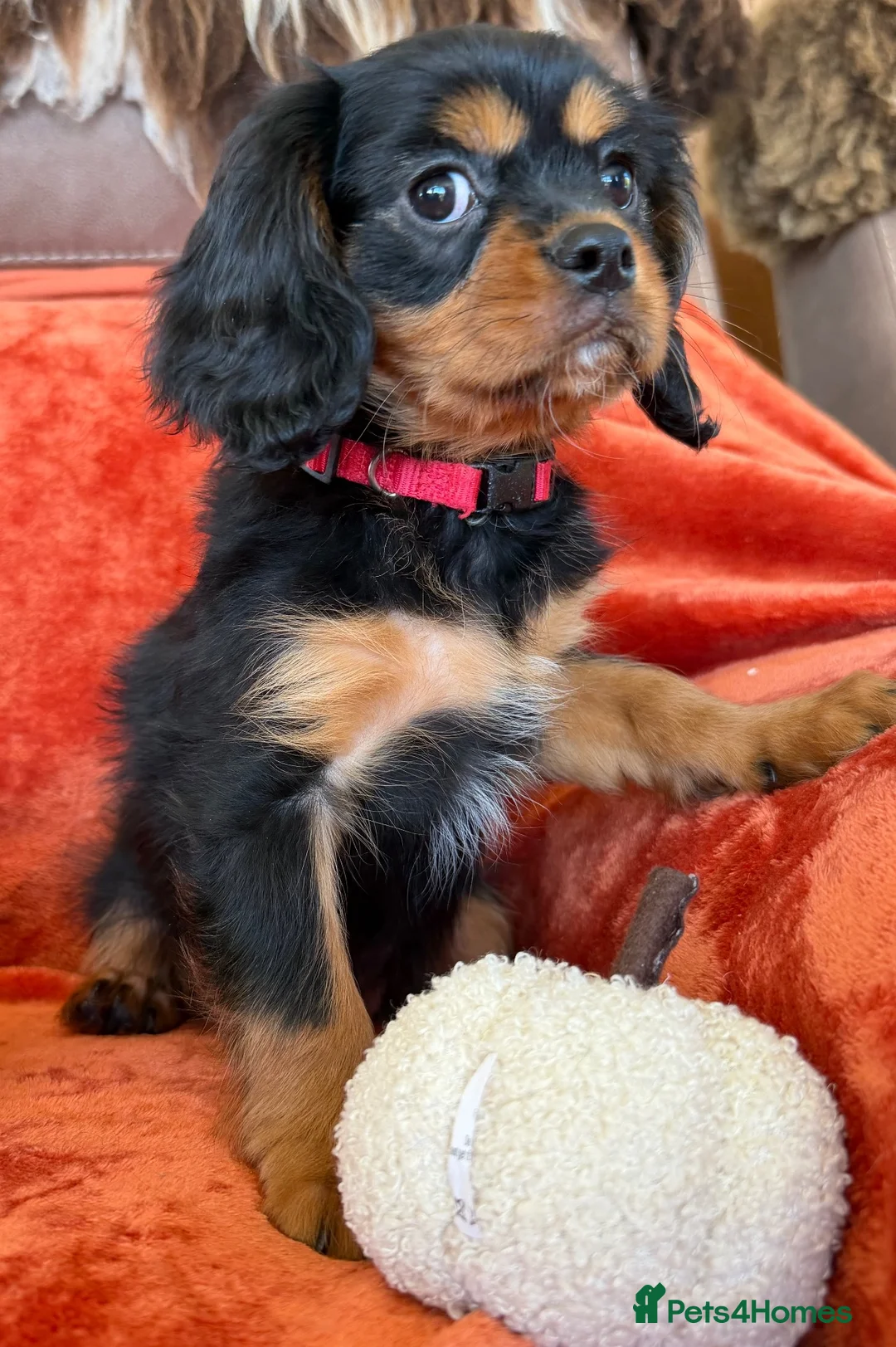 Cavalier King Charles Spaniel dogs for sale: KC registered Cavalier King Charles Ready Now - Advert 1