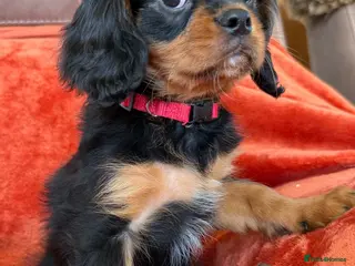 Cavalier King Charles Spaniel dogs KC registered Cavalier King Charles Ready Now - Advert 1