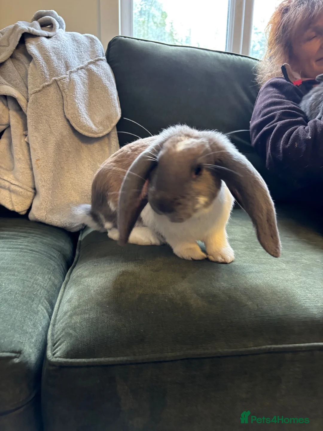 French Lop rabbits for sale: French lops - Advert 2