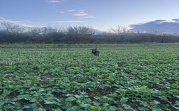German Wirehaired Pointer dogs for sale: Male GWP pup  - Image 4
