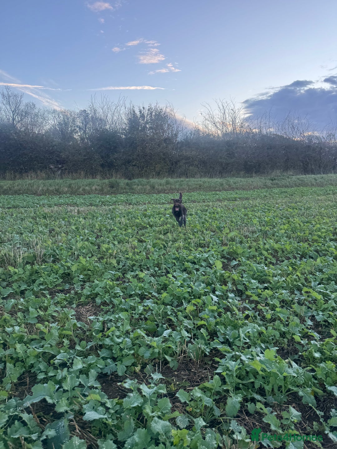 German Wirehaired Pointer dogs for sale: Male GWP pup  - Image 4