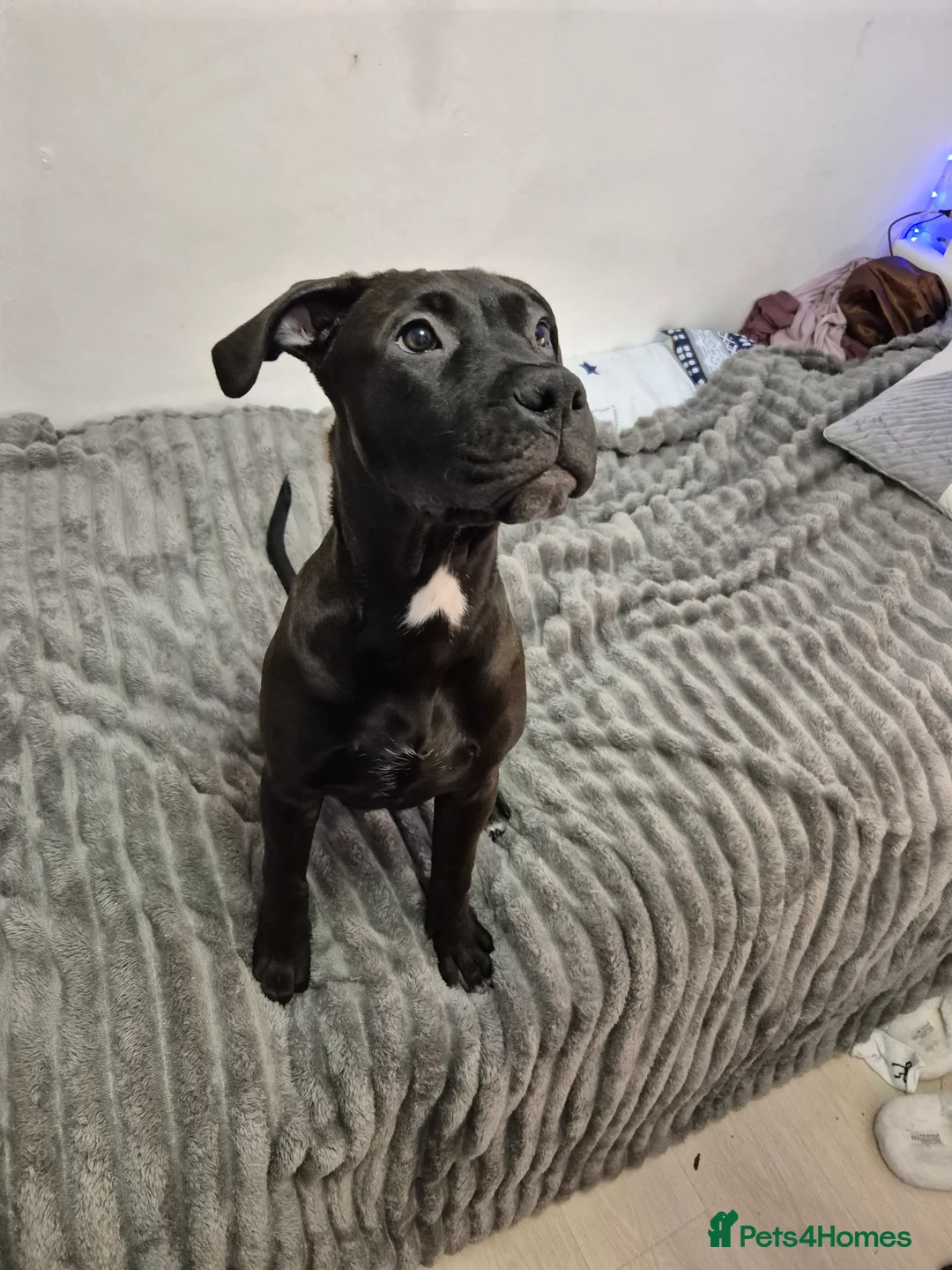 Mixed Breed dogs for sale: Bullmastiff Cross Puppies  - Advert 31