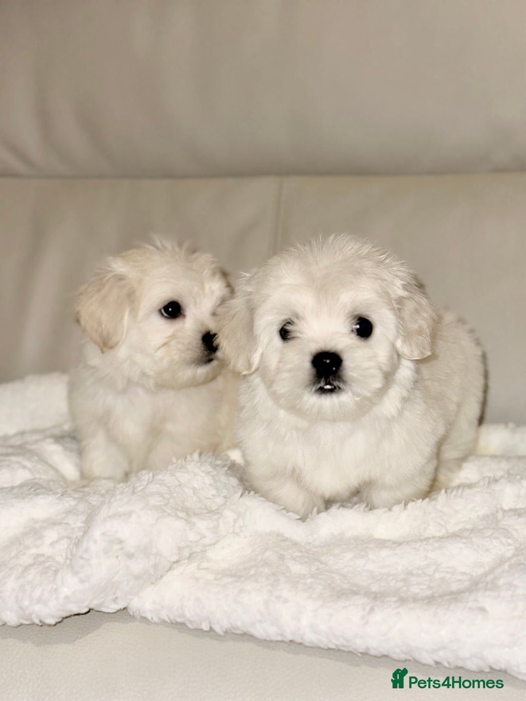 Maltese dogs for sale: Maltese puppies  - Advert 4