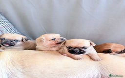 Mixed Breed dogs for sale: Adorable Pug x Pomeranian Puppies  - Image 20
