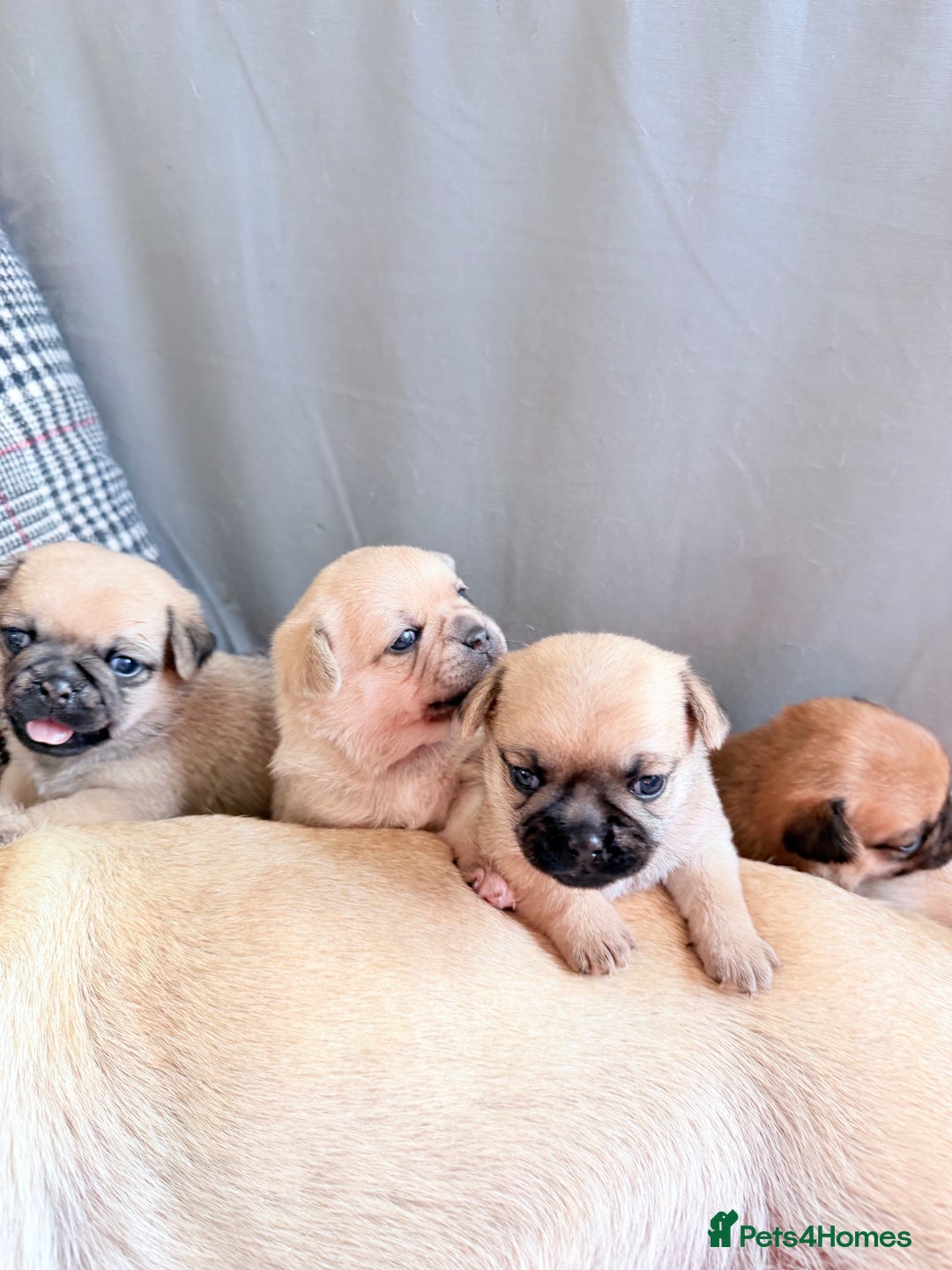 Mixed Breed dogs for sale: Adorable Pug x Pomeranian Puppies  - Image 20