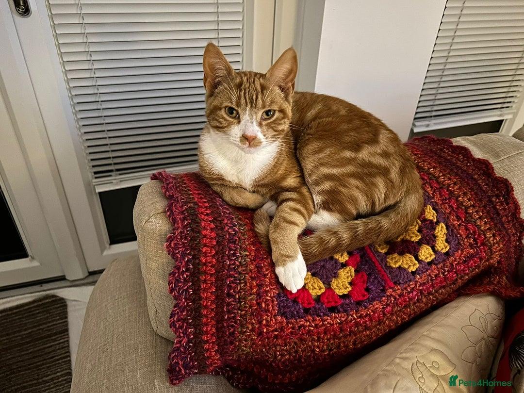 Mixed Breed cats for sale: Female Ginger 22 months old - Image 4