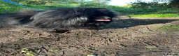 Pomeranian dogs for sale: *Reduced Full Pomeranians 6 puppies* - Advert 13