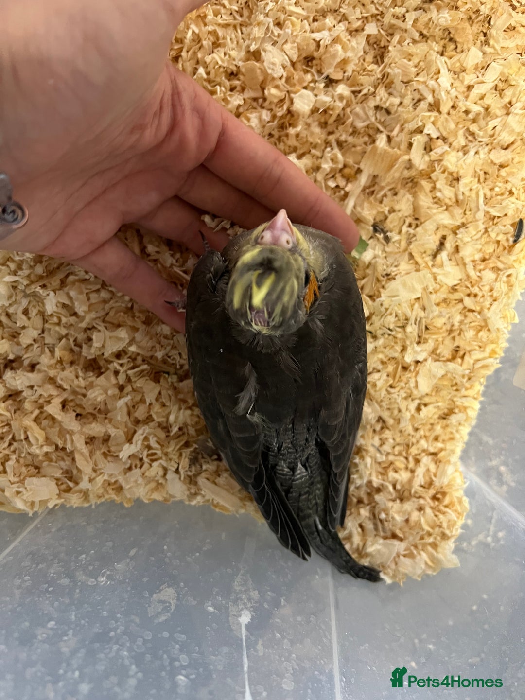 Cockatiels birds for sale: Male cockatiels young  - Image 2