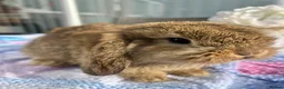 Mini Lop rabbits for sale: Pure bred mini lops - Advert 8