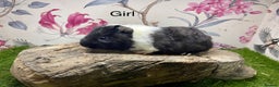 Guinea Pig rodents for sale: Female and male guinea pigs  - Advert 2