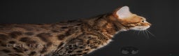 Bengal cats for sale: Pure Pedigree TICA Early Generation Bengal - Advert 8
