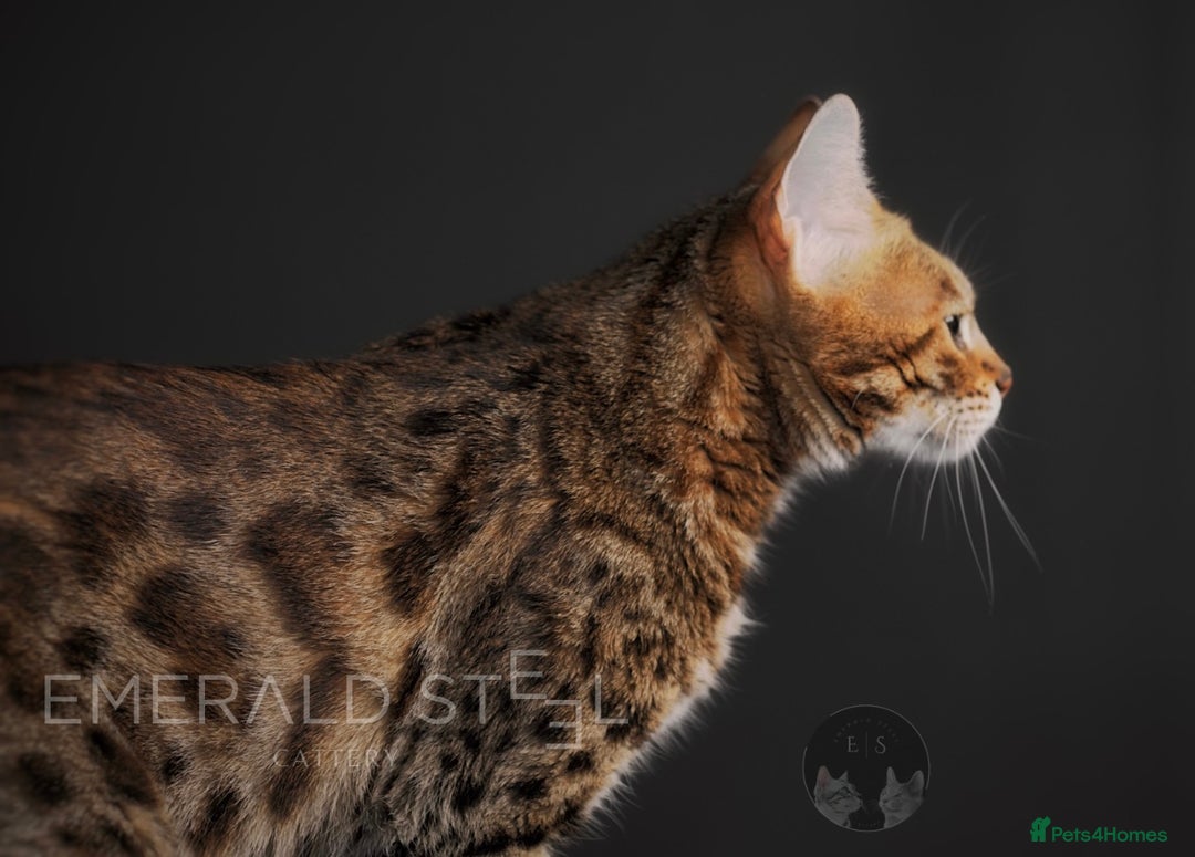 Bengal cats for sale: Pure Pedigree TICA Early Generation Bengal - Advert 8