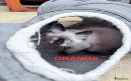 Ragdoll cats for sale: 🥰 Beautiful Radoll Kittens 😍 2 kitten left - Image 9