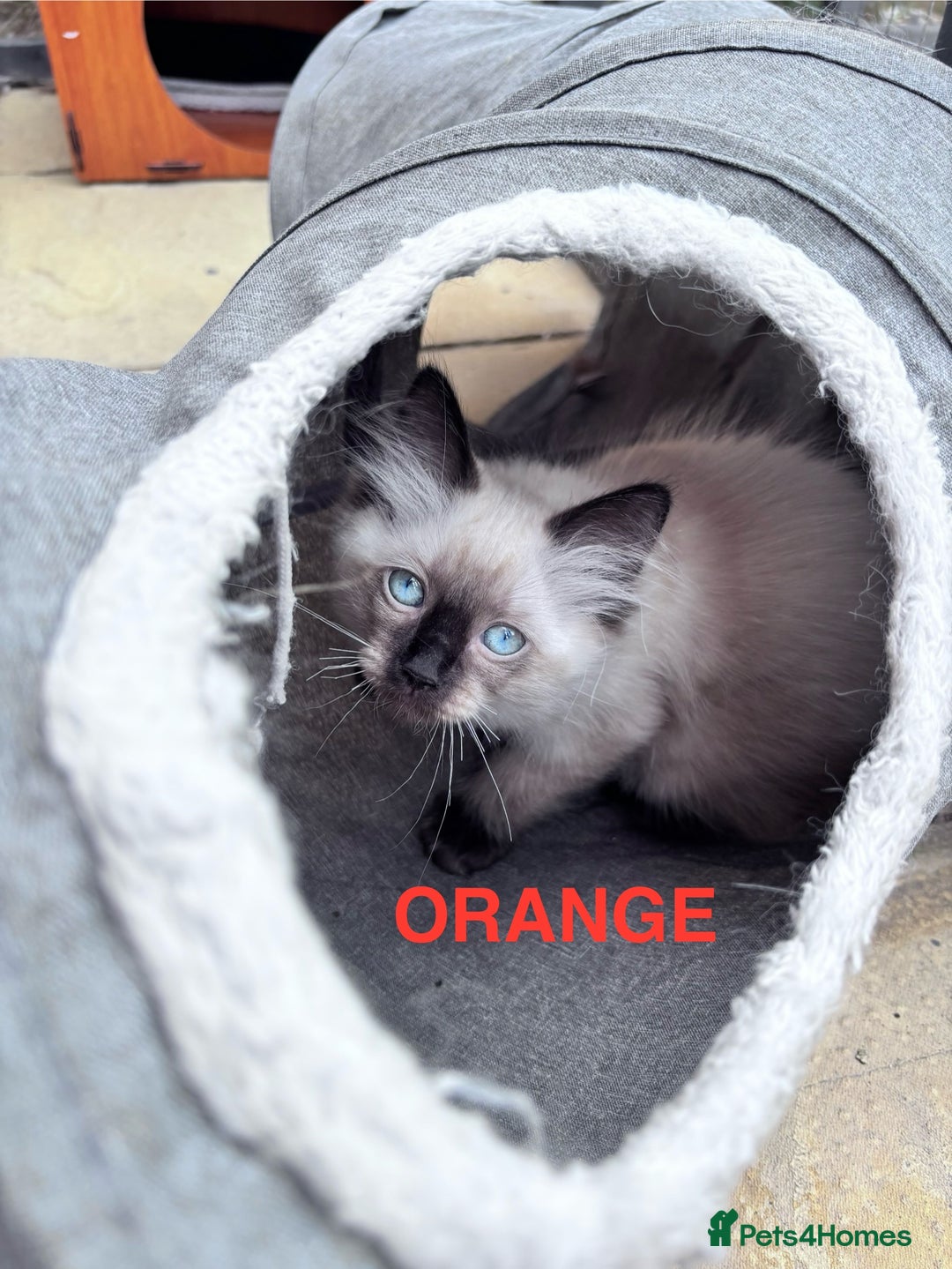 Ragdoll cats for sale: 🥰 Beautiful Radoll Kittens 😍 2 kitten left - Image 9
